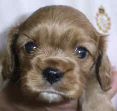 Baby K-K