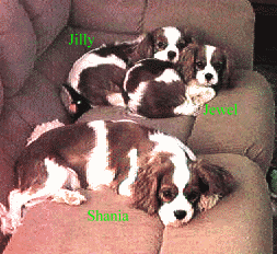Julie at 7 mos. with sister 's Shania and Jilly