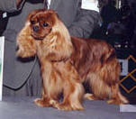 Dion