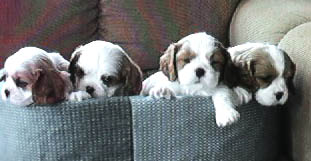 jazz litter