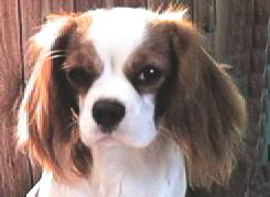 Jill at 8 months.