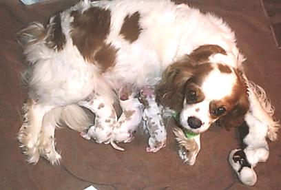 Diana's Litter